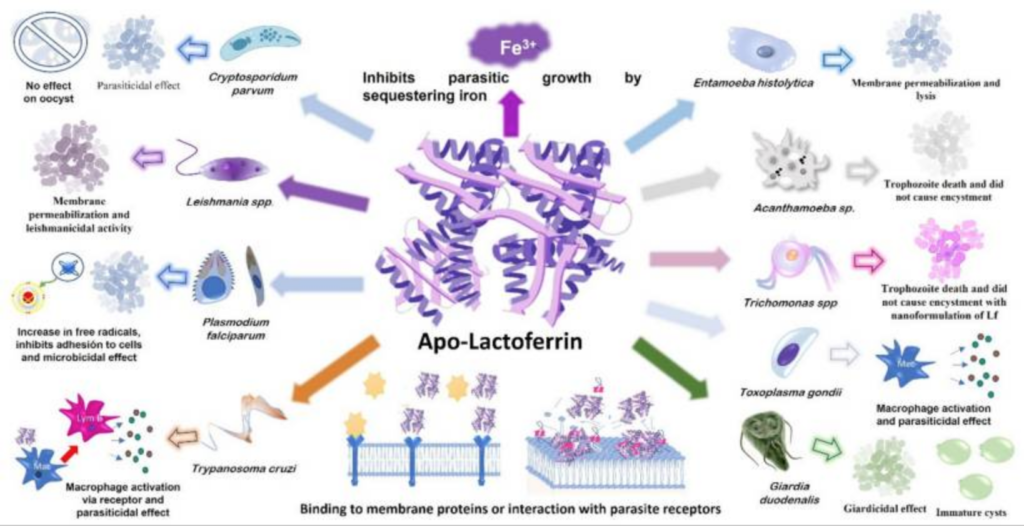 Lactoferrin from Raw Milk kills parasites, fungus, virus and bacteria by protecting chelating zinc 