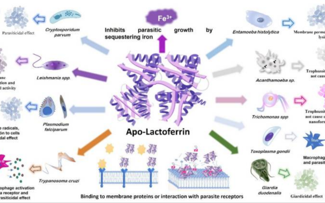 Lactoferrin from Raw Milk kills parasites, fungus, virus and bacteria by protecting chelating zinc