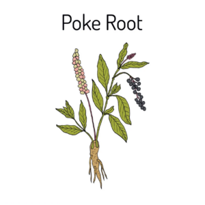 poke root infused castor oil for sale online