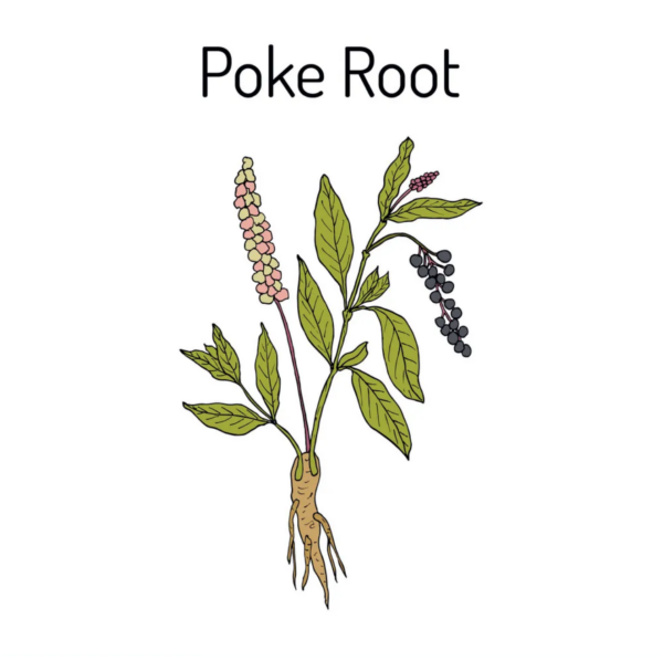 poke root infused castor oil for sale online